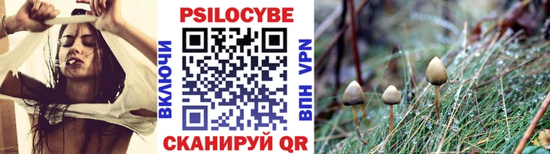 закладки Северск Псилоцибиновые грибы Magic Shrooms